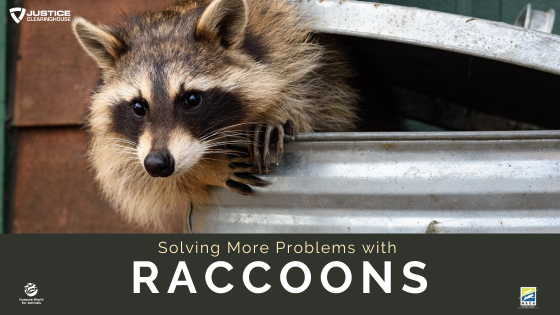 Report Raccoon Solving More Problems with Raccoons – Justice Clearinghouse