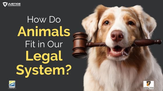 How Do Animals Fit in Our Legal System?
