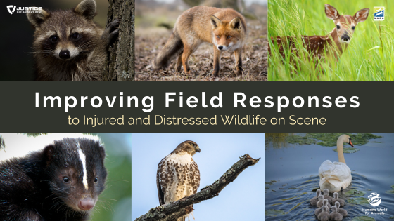 Improving Field Responses to Injured and Distressed Wildlife on Scene