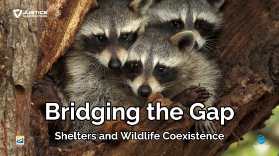 Bridging the Gap: Shelters and Wildlife Coexistence